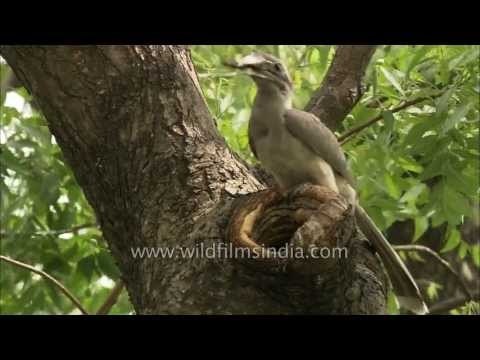 Nesting Indian Grey Hornbill at President's Estate, Delhi