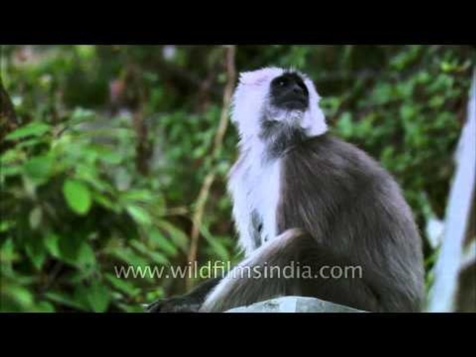 The Butt Cleaner Langur from Uttarakhand