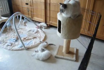 Portée d'Hysaline Funny Ragdolls (04-05-2013) filmé en plein jeu.