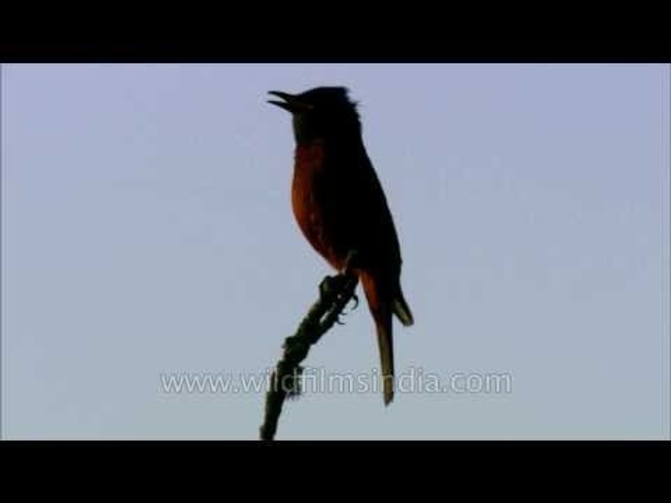 Chestnut-bellied Rock Thrush in the Himalaya