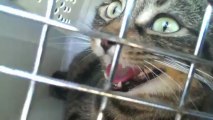 Rosie the cat does not like the vet