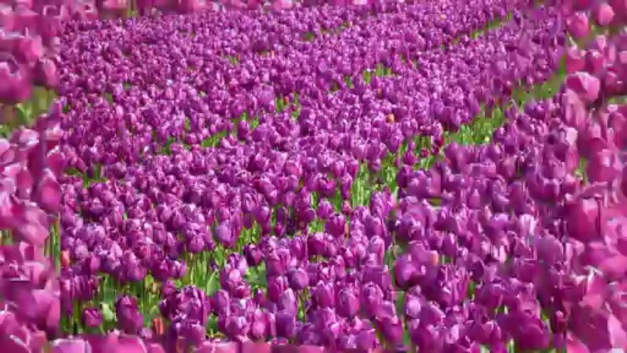 01/05/2013 Champs de tulipes à La Torche