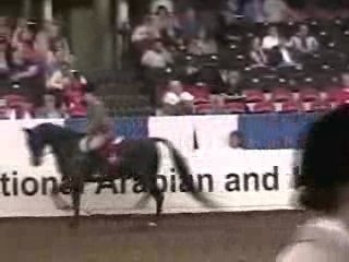 US Half-Arabian Hunter FINAL
