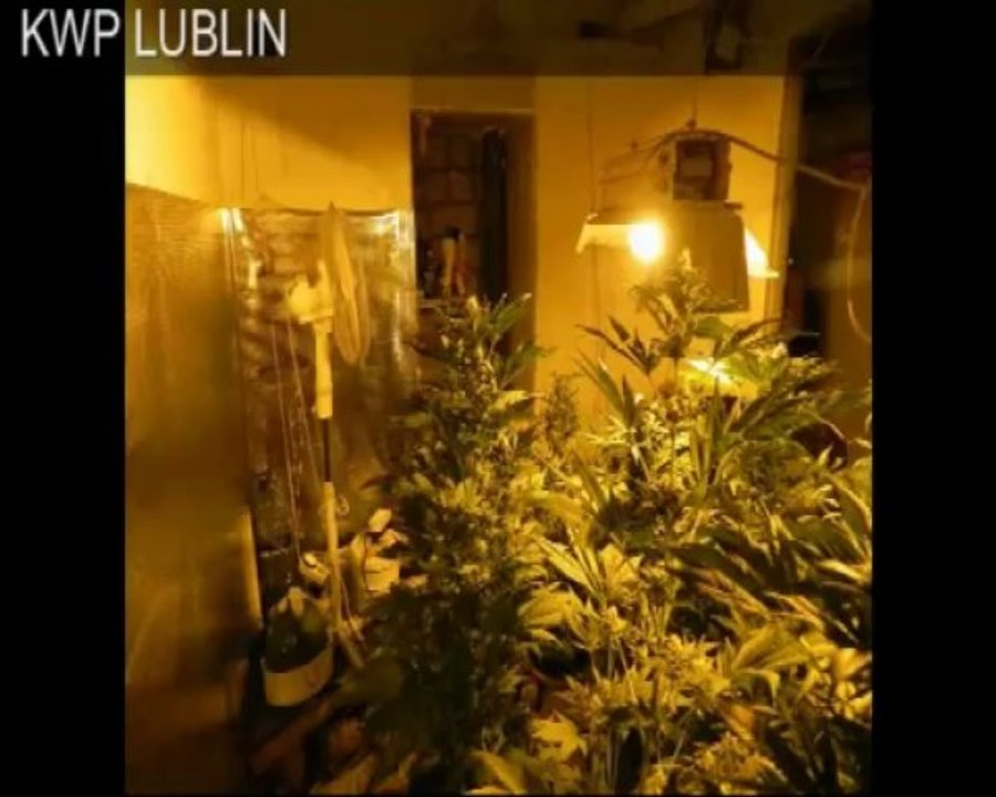 Lublin: Uderzenie w narkobiznes przy ul. Kameralnej