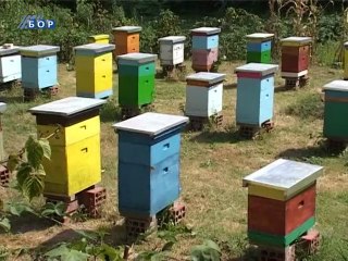 Selo moje, 23. jun 2013.