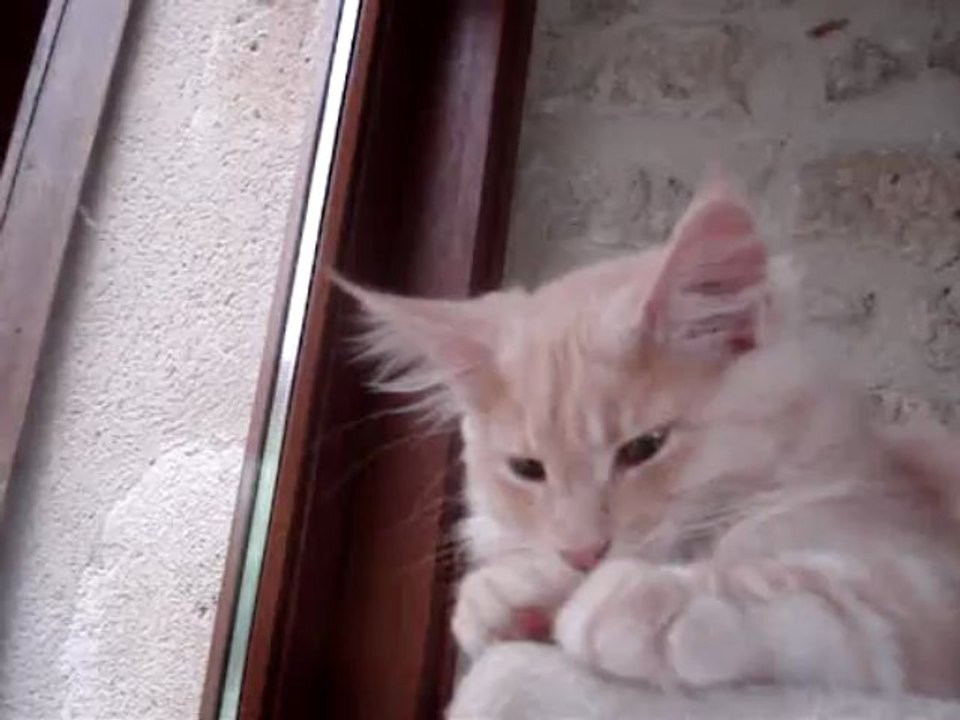 ISKA le 22 juin 2013 portee maine coon du 23 mars 2013 DSC05706 (18)