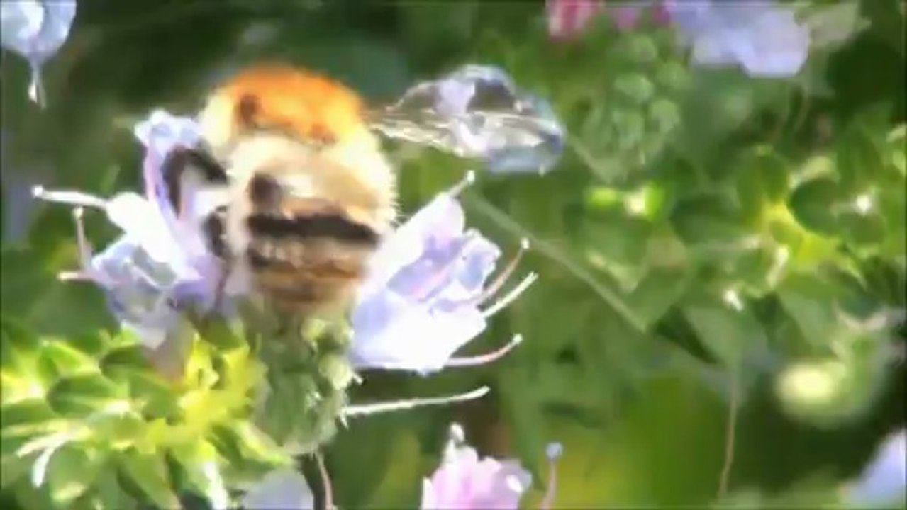 Bees in action on Himalayan plant