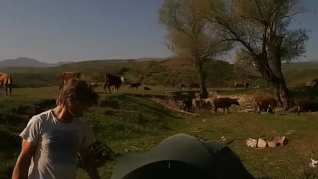 Roues-Libres - Georgie - Au milieu des vaches