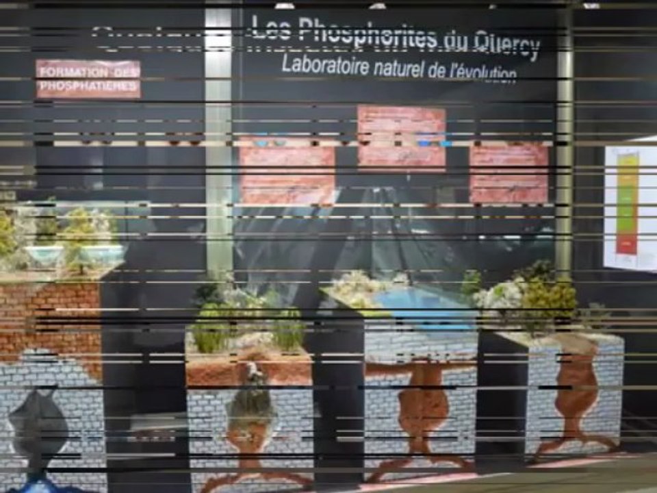 montauban_Musée_histoire_naturel