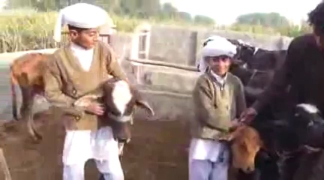 Using Bio Gas Plant Generating Electricity Organic Fertilizer for growing Crops 20 Feb 2012 Pakistan