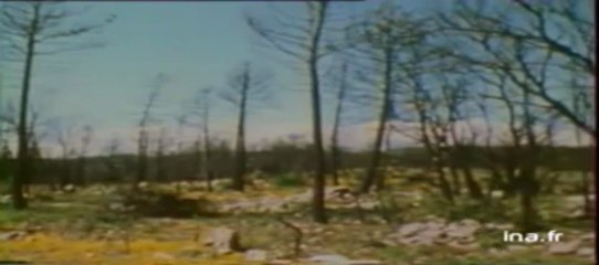 L'énergie des végétaux : Attention aux fuites incolores et inodores ! 🌿