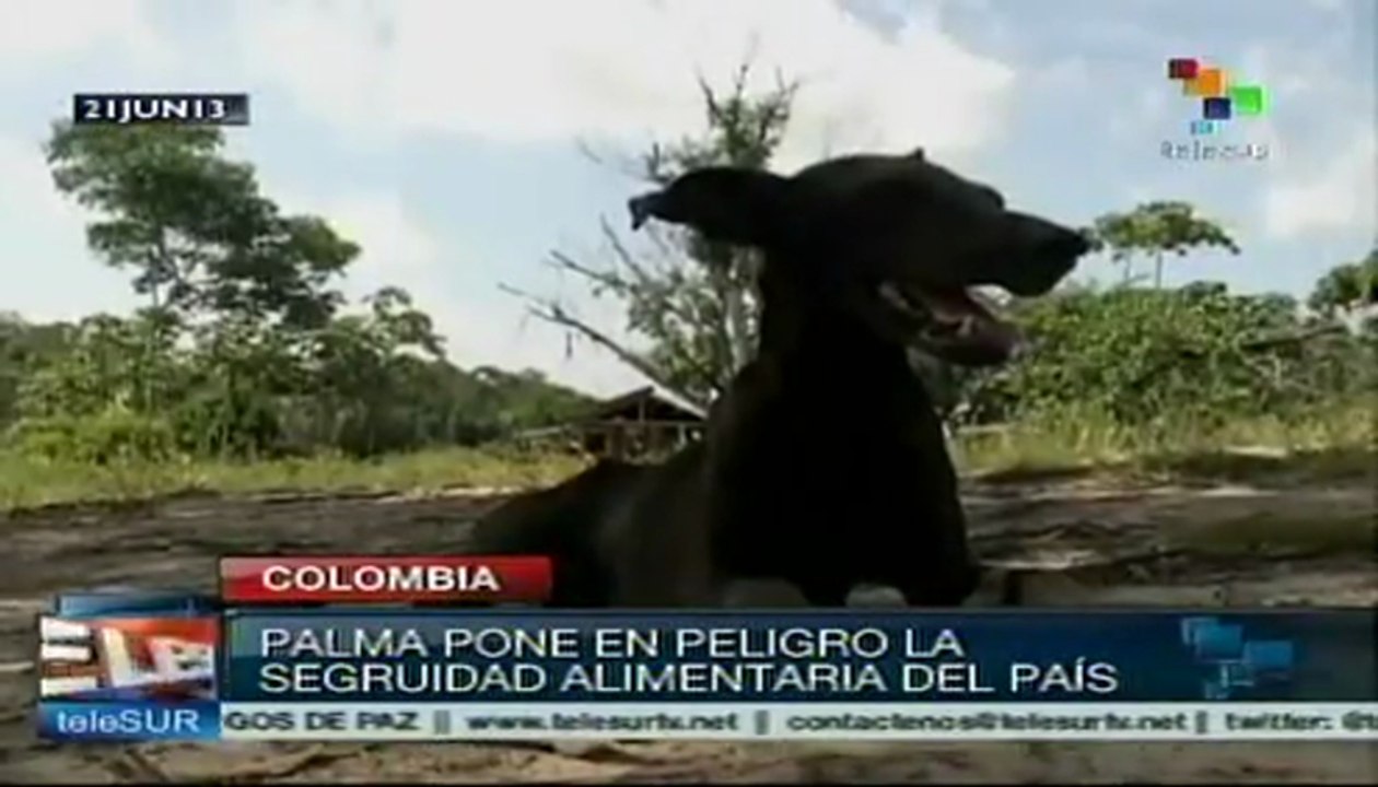 Continúan movilizaciones de campesinos del Catatumbo colombiano