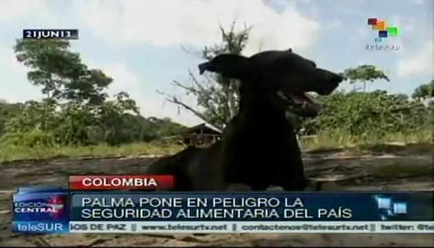Preocupa a campesinos del Catatumbo siembra de Palma Africana