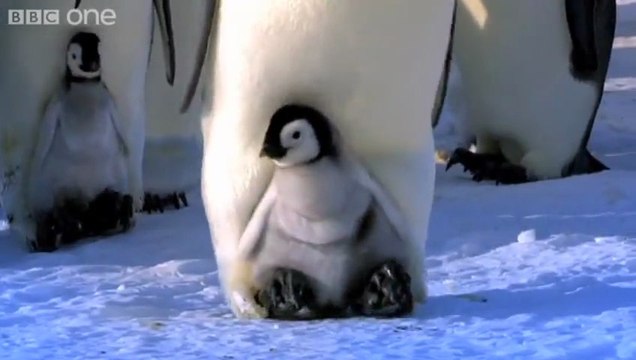 Bébé manchot marche avec sa mère