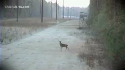 Caçador vs Veado - EMBRULHA.com