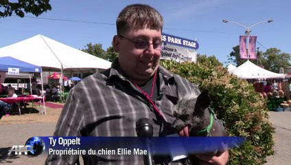 Walle, gagnant du concours du chien le plus laid du monde