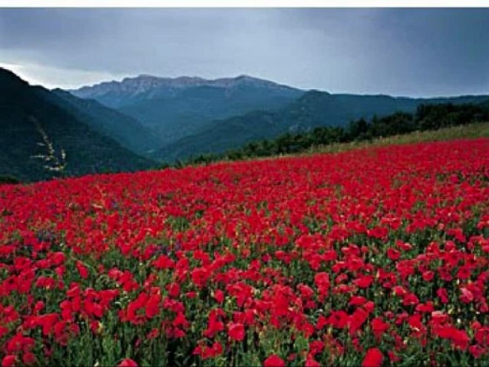 Paul Mauriat ( Amapola  / Yamaha Tyros 2 )