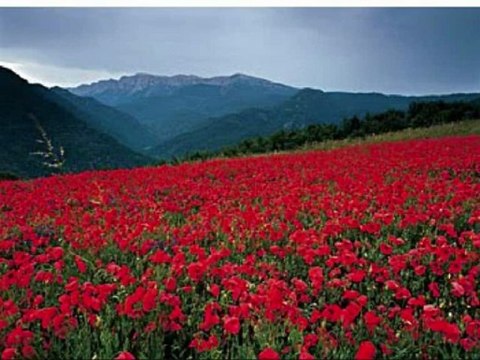 Paul Mauriat ( Amapola / Yamaha Tyros 2 )