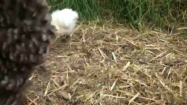 Maman et les 3 ptits coquins