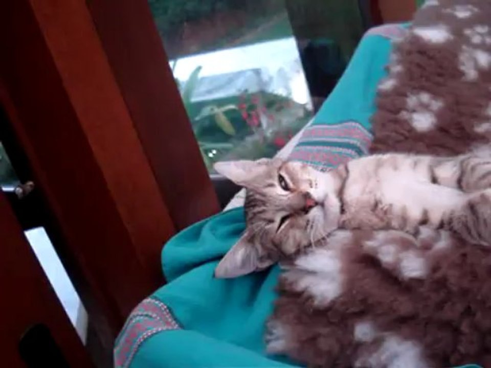 chatterie du grand meaulnes Fauve pixie-bob video du 29 aout 2010 019