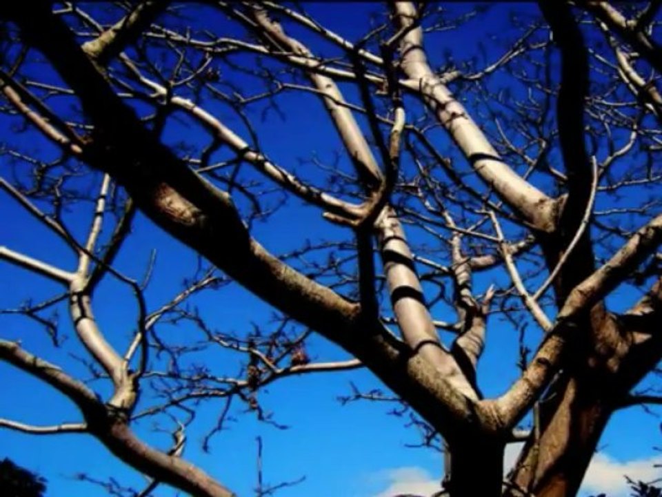 Midnight Blue - Reprise sax , flûte à bec