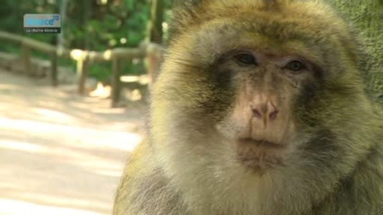 Hebdo DD : Le développement durable en Alsace (20/06/13)