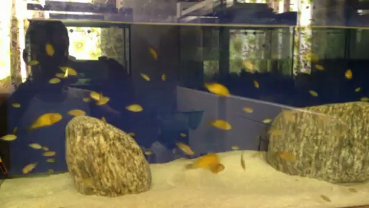 3 er 10 dişi gold kolonim