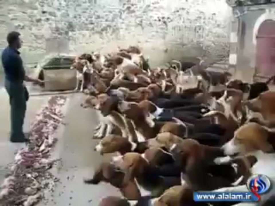 طريقة اطعام كلاب الصيد - تنظيم حلو