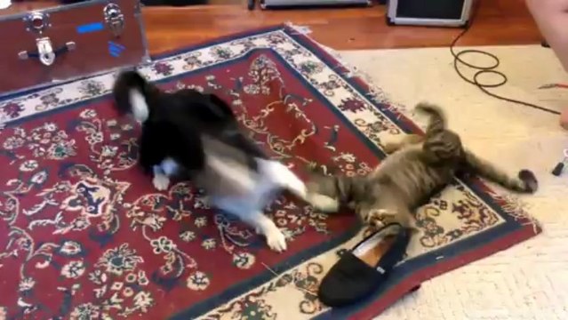 Sheepdog tries to 'herd' cat; cat not interested