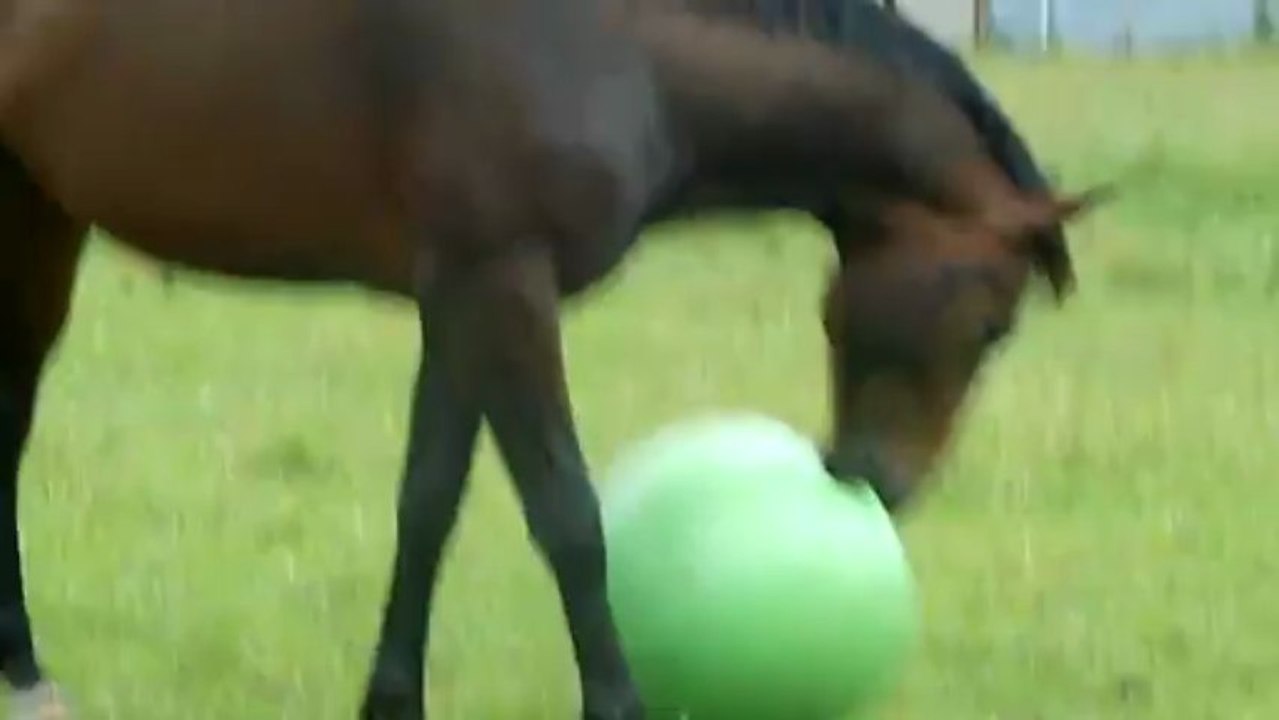 Retour du ballon à deux ans