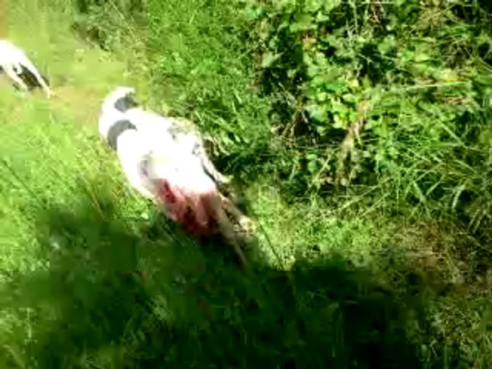 chasse 22/06/13