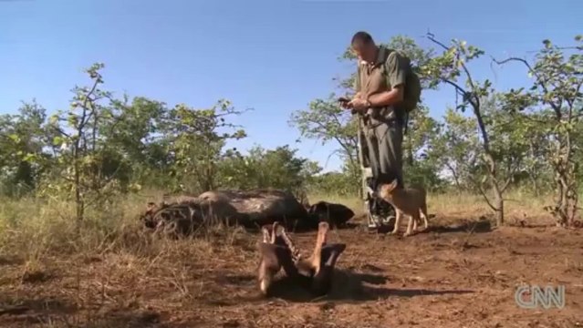 Rhino poaching relentless in South Africa.