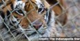 Indiana Woman Critically Mauled by Tiger