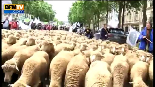Paris: des milliers d'éleveurs défilent avec leurs bêtes - 23/06