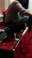 Obéissance avec Ivory