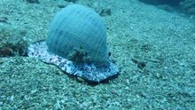 Μπουχώνα κοχύλι _Tonna Galea MVI_3311