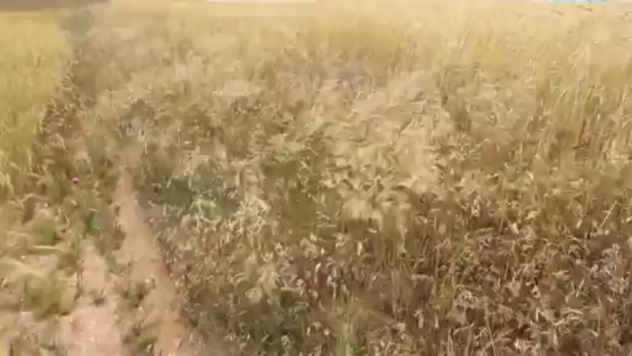 ÇAVDARLARIN DANSI/ YENİFAKILI
