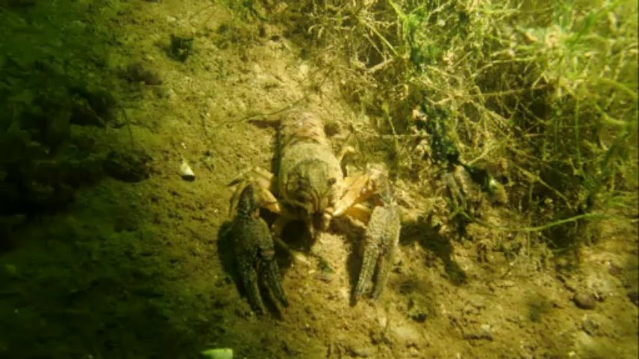 Fête du Nautilux - lac du Bourget - plage de Chatillon
