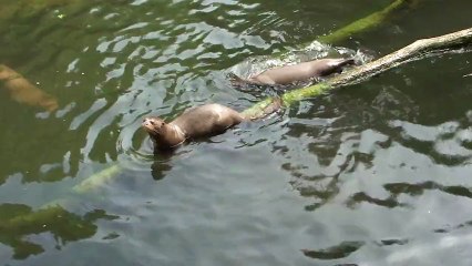 14 juin 2013 - Bio-parc de Doué-la-Fontaine - Les loutres ont faim