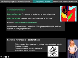 Nerfs inguino-fémoraux