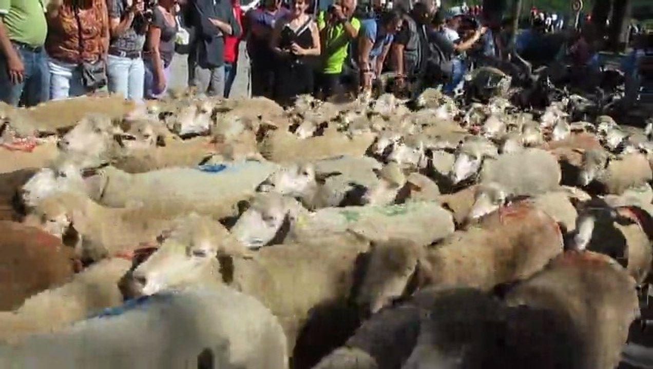 Transhumance Die 2013