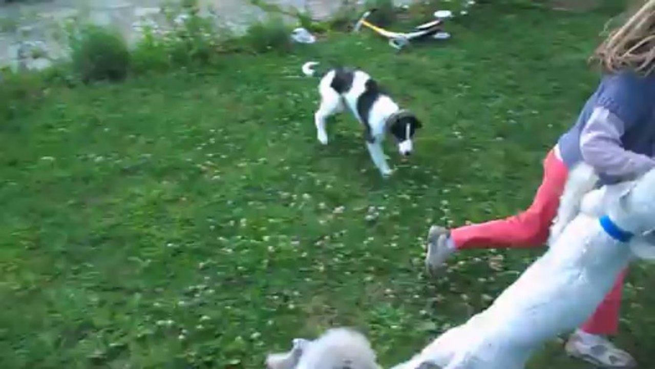 Ilona  Barzoi, "Du Joyau des Bois" Bedlington-terrier