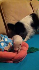 Pearl la visonne & Widget