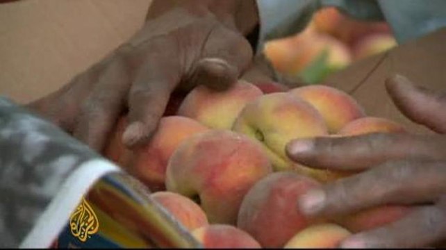 Sour times for Swat fruit growers