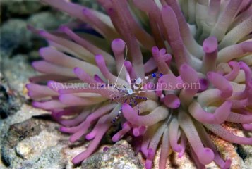 Curacao Reef Fish and Creatures