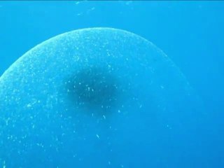 Découverte d'une espèce encore inconnue en plongée sous marine