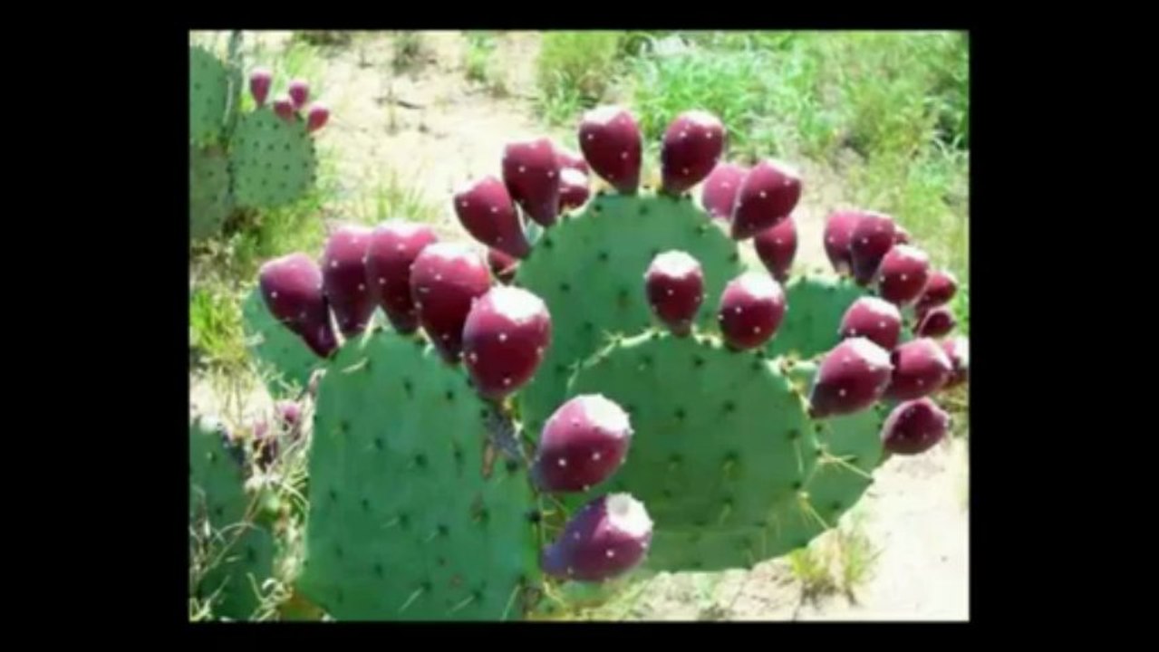 Cleanse and Detoxify Your Body