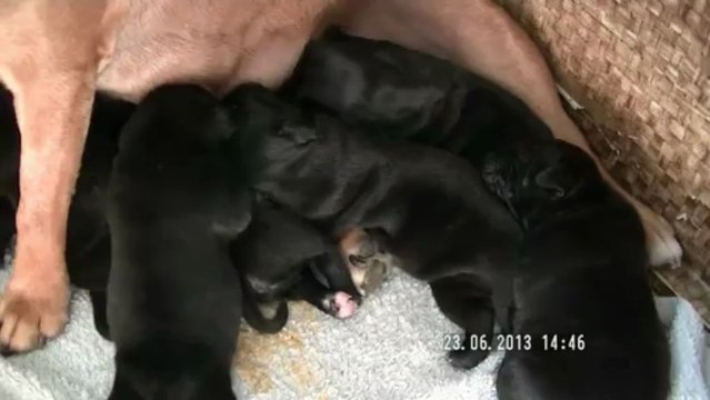 5. Chiot staffordshire bull terrier vidéo 5 de la 12ème portée de STAFFORDLAND