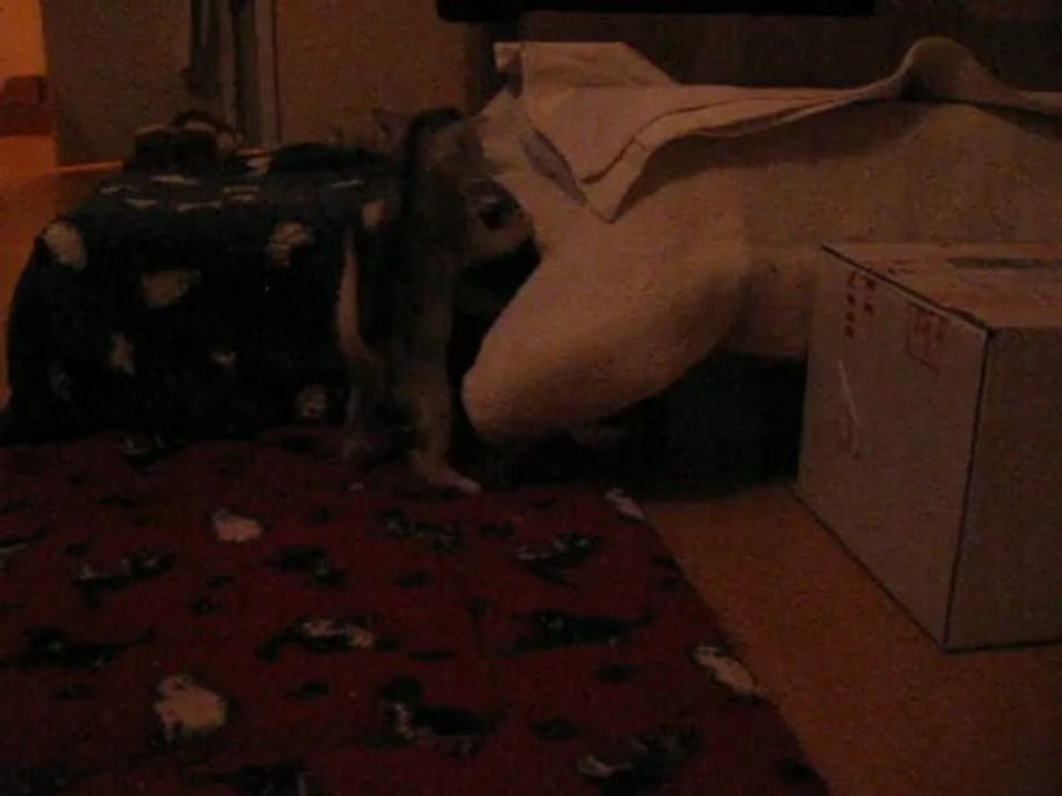 bébés abyssins en apprentissage de sauts