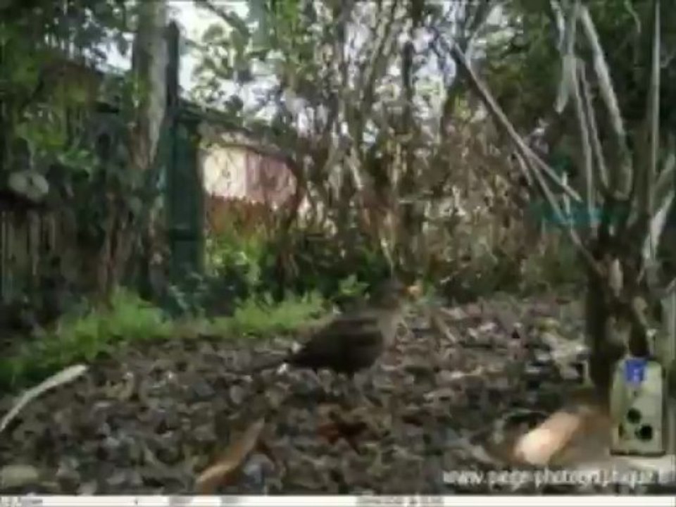 Piège photographique